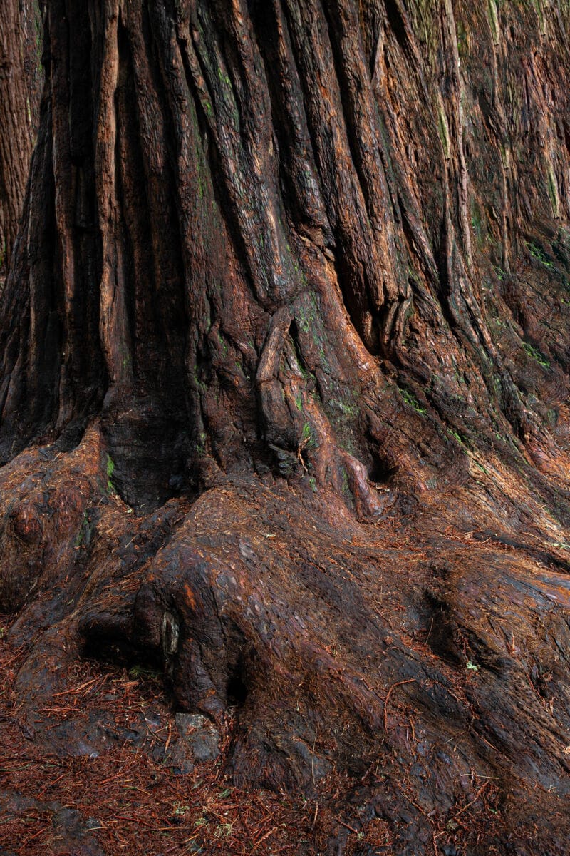 نمایش عکس های رضی میری