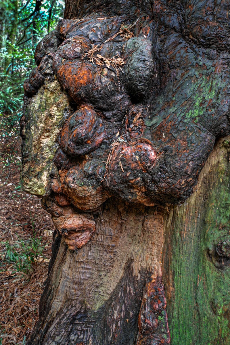 نمایش عکس های رضی میری