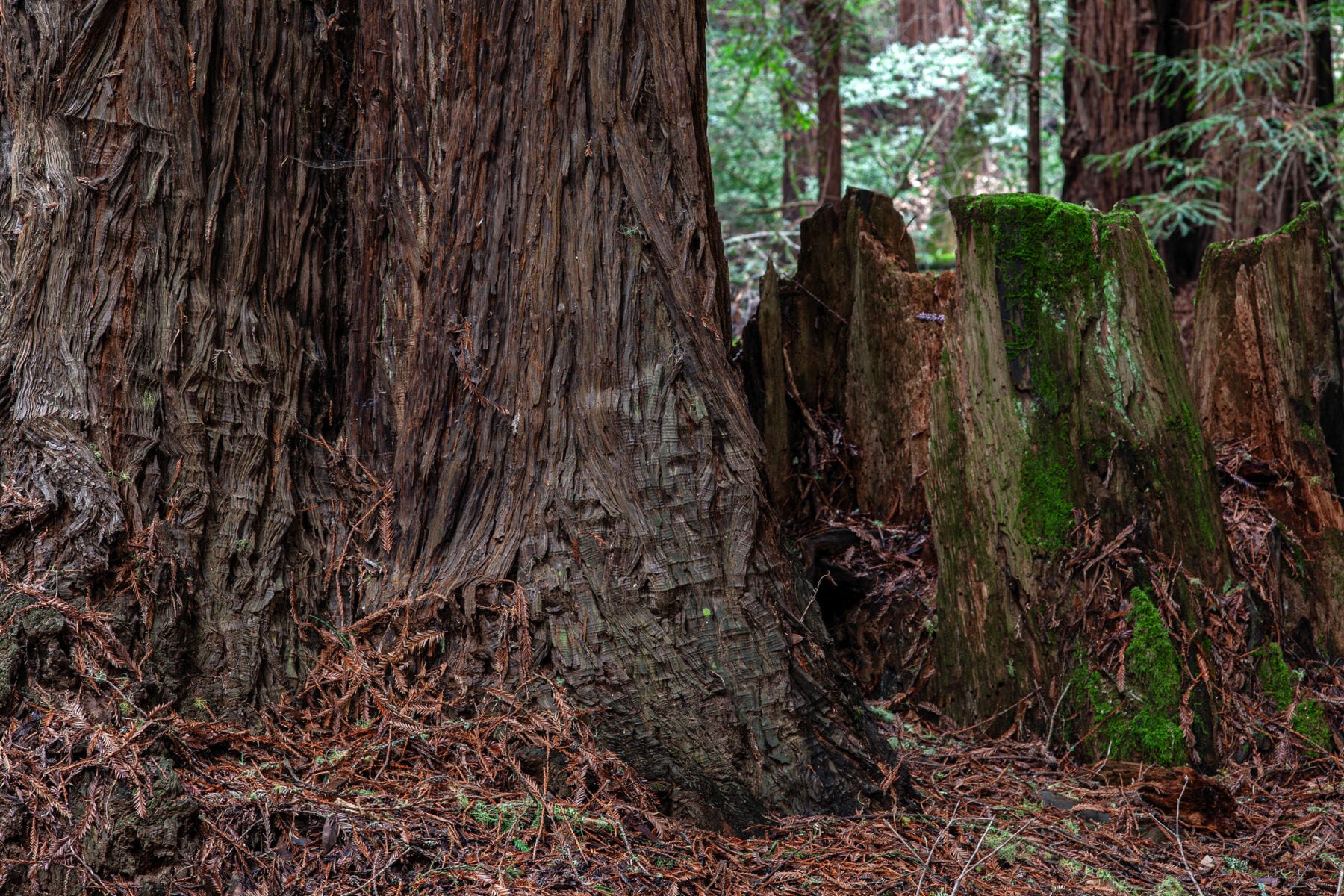 نمایش عکس های رضی میری