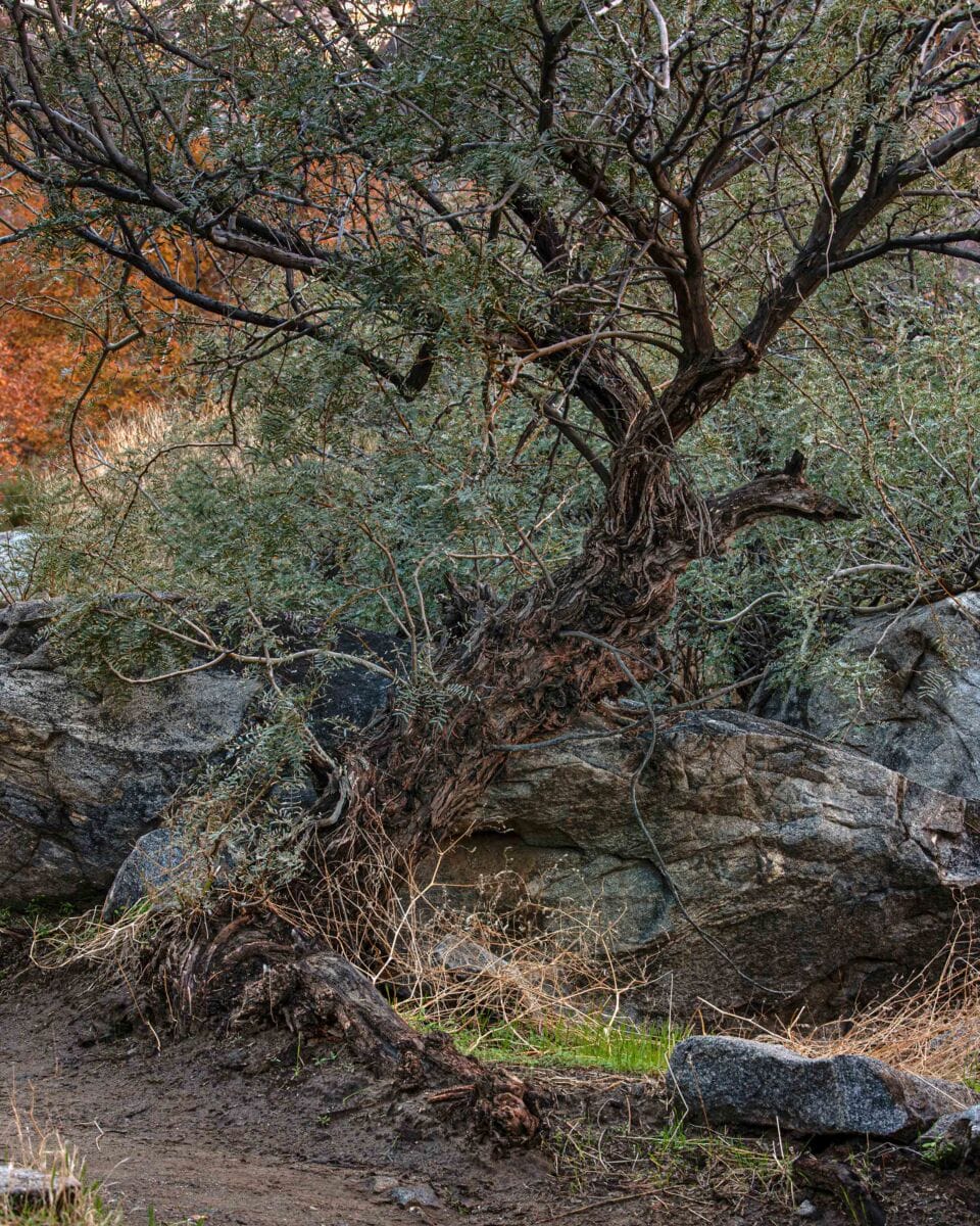 نمایش عکس های رضی میری