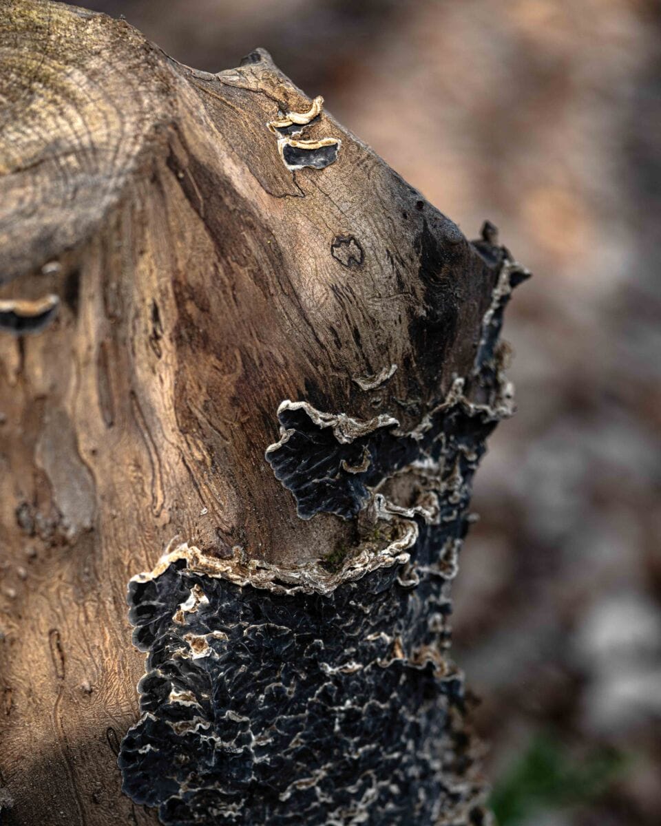 نمایش عکس های رضی میری