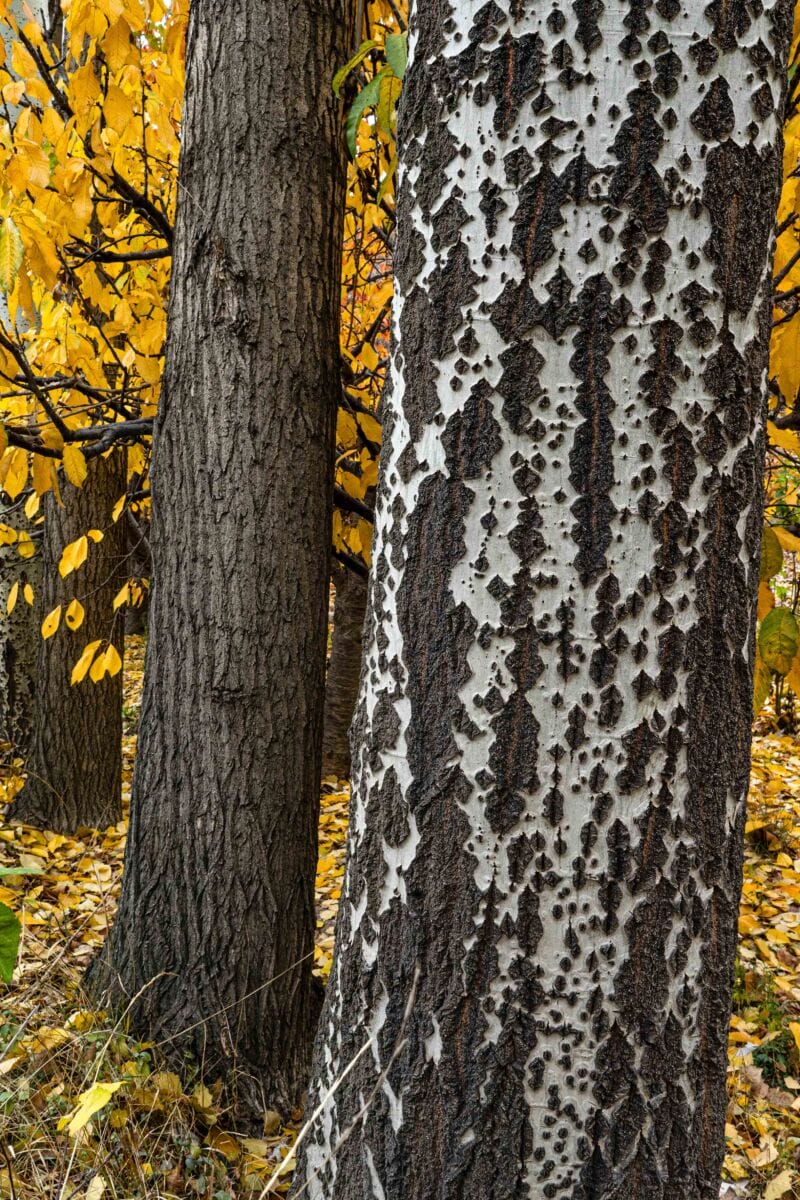 نمایش عکس های رضی میری