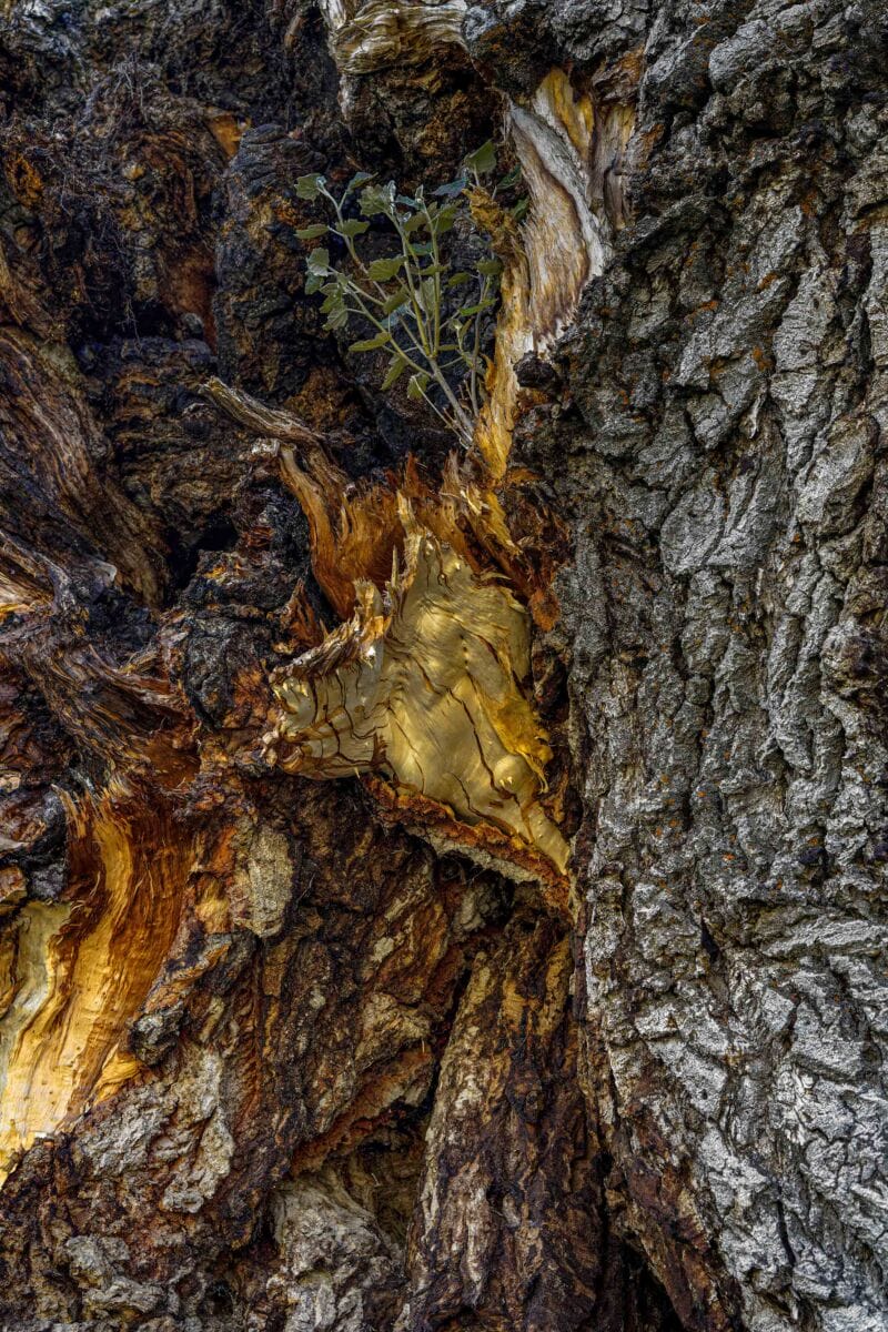 نمایش عکس های رضی میری