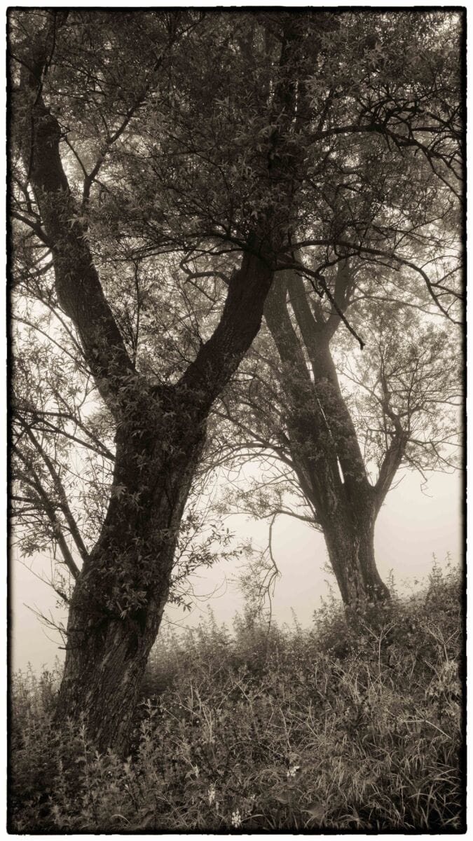 نمایش عکس های رضی میری