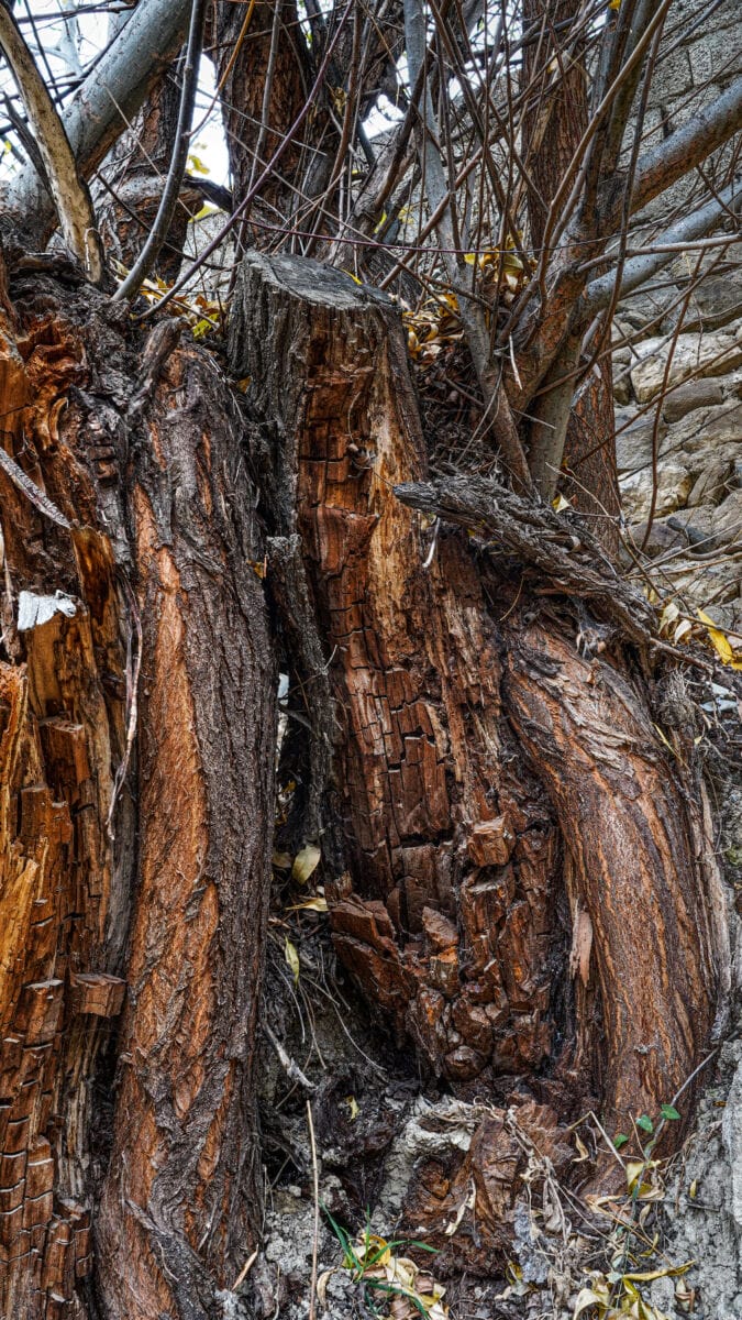 نمایش عکس های رضی میری