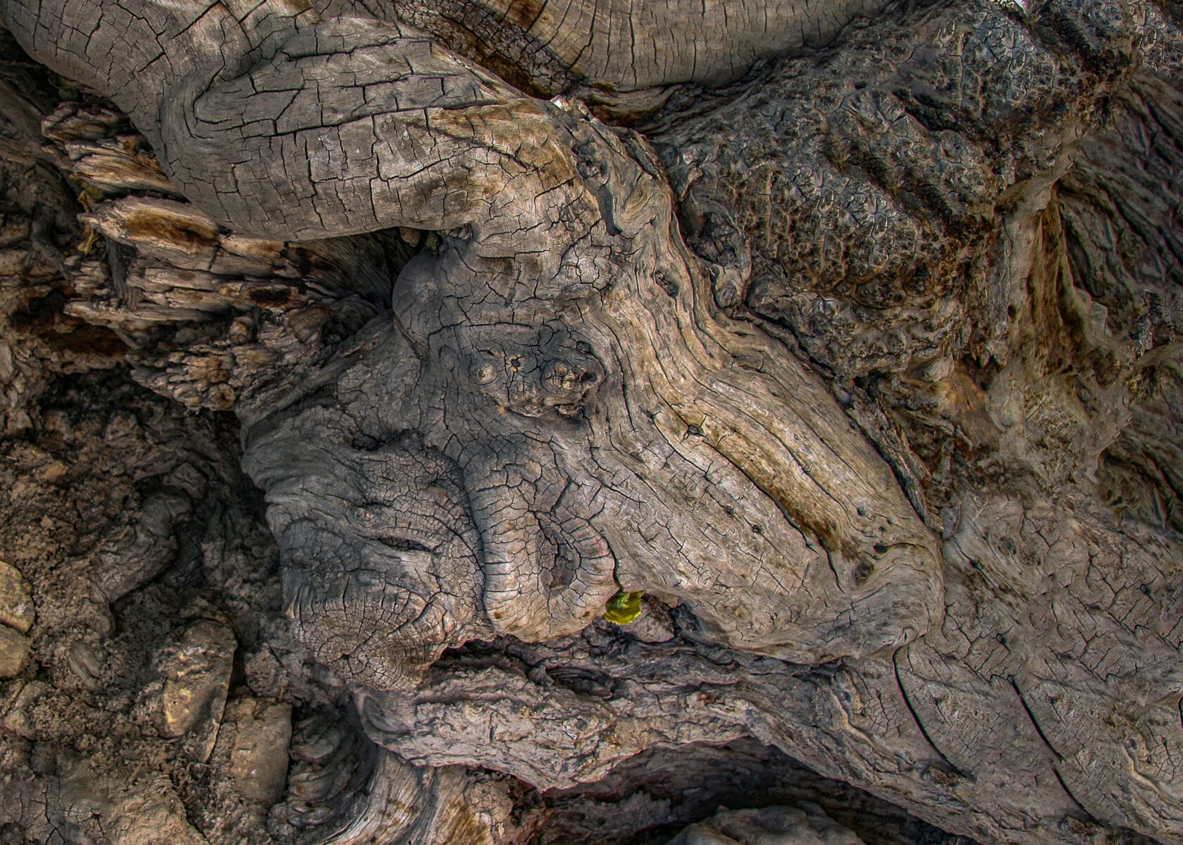 نمایش عکس های رضی میری