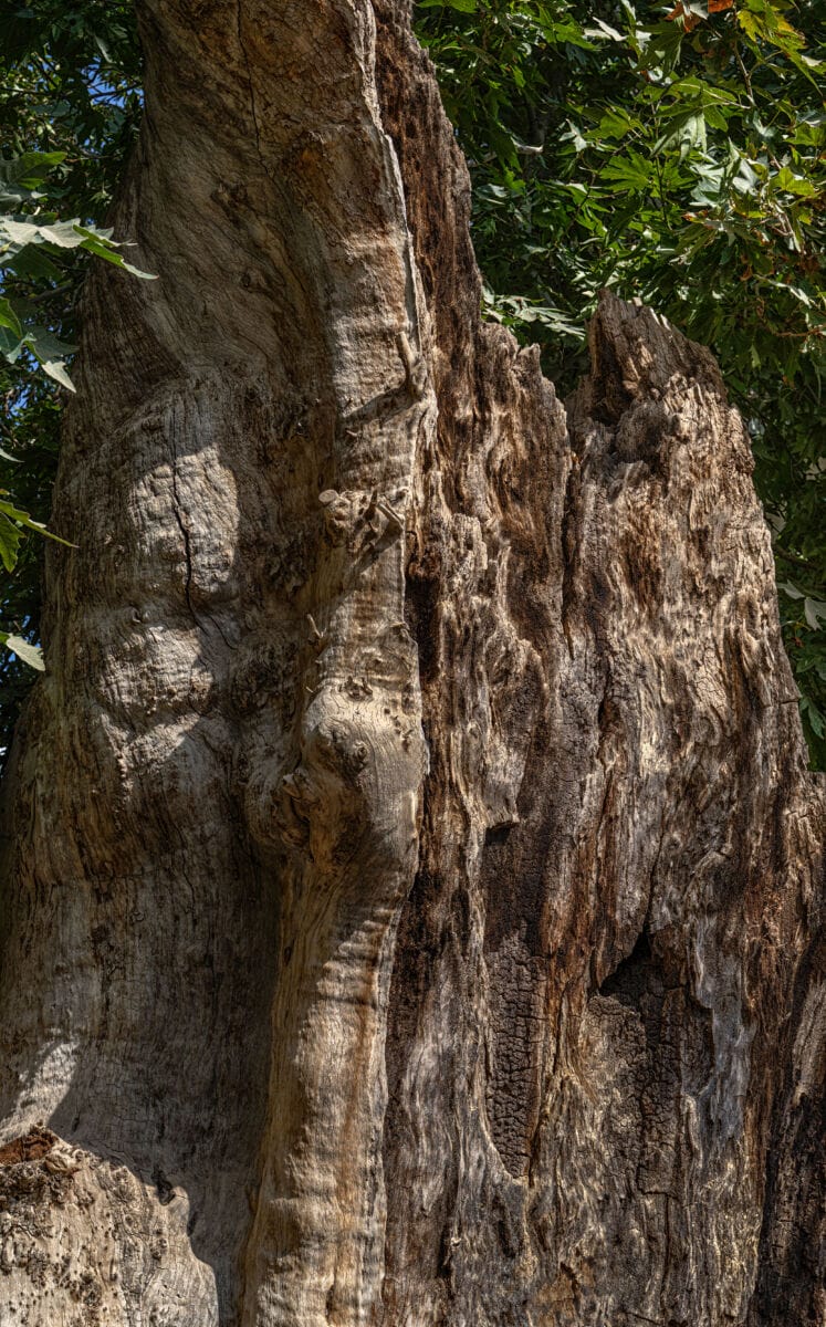 نمایش عکس های رضی میری