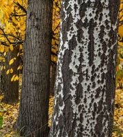 نمایش عکس های رضی میری