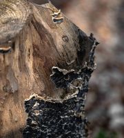 نمایش عکس های رضی میری