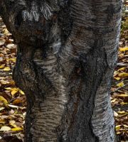 نمایش عکس های رضی میری