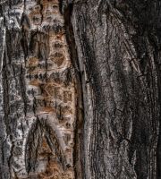 نمایش عکس های رضی میری