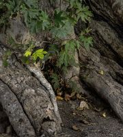 نمایش عکس های رضی میری