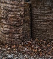 نمایش عکس های رضی میری