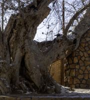 نمایش عکس های رضی میری