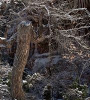 نمایش عکس های رضی میری