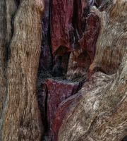 نمایش عکس های رضی میری