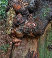 نمایش عکس های رضی میری