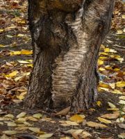 نمایش عکس های رضی میری