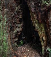 نمایش عکس های رضی میری