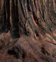 نمایش عکس های رضی میری