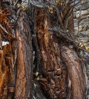 نمایش عکس های رضی میری