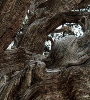 نمایش عکس های رضی میری