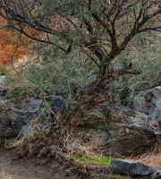 نمایش عکس های رضی میری