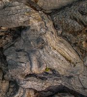 نمایش عکس های رضی میری