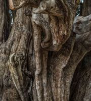 نمایش عکس های رضی میری