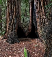 نمایش عکس های رضی میری