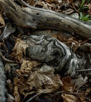 نمایش عکس های رضی میری