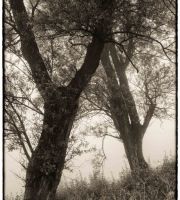 نمایش عکس های رضی میری