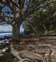 نمایش عکس های رضی میری