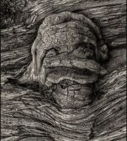 نمایش عکس های رضی میری