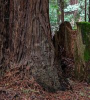 نمایش عکس های رضی میری