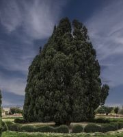 سرو ابرقو، یزد (2018)
