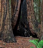 نمایش عکس های رضی میری