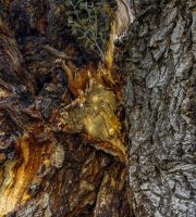 نمایش عکس های رضی میری