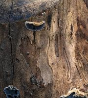 نمایش عکس های رضی میری