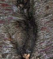 نمایش عکس های رضی میری